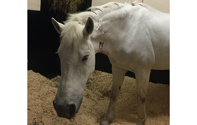 strangles outbreak article 3