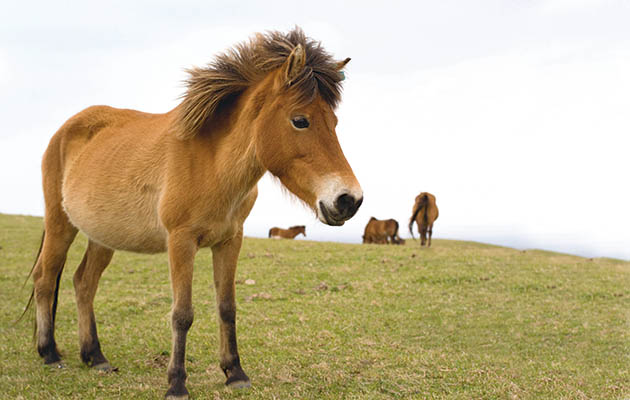 Yonaguni horse  / Yonaguni Pony, Yonaguni Island, Okinawa, Japan