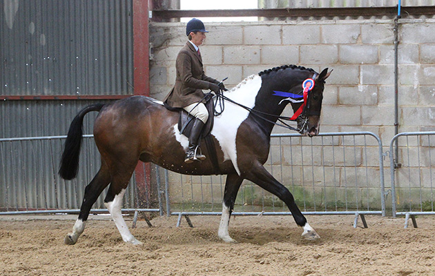 South of England Spring Show 2016 Ardingly, 475 - Adenfield Rupert ridden by Jayne Ross being looked at by Judge and Steward, Middlewieght Hunters