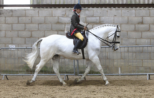 South of England Spring Show 2016 Ardingly, 375 - The Ueejit ridden by Nikki Randles, Heavy weight Hunter