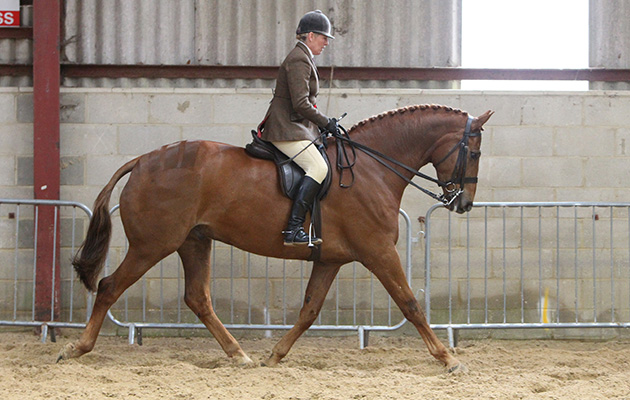 South of England Spring Show 2016 Ardingly, 227 - Kingscourt Ridden by Katie Jerram, Lightwieght Hunters