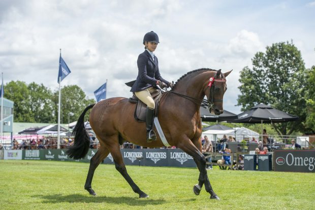 A beautifully turned out horse and rider knows how to win an intermediate showing class