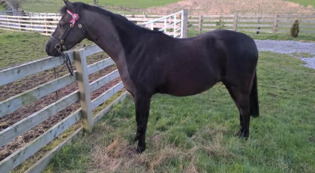 Screen Shot 2016-03-31 at 15.13.58