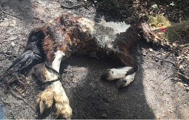 dumpedponyrspcadragged