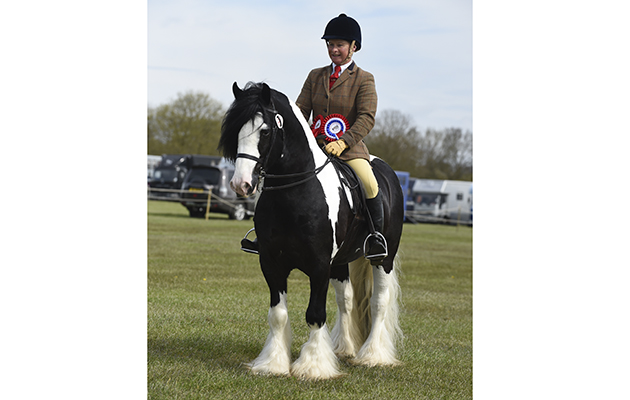 Wee Big Man and Heath Emson ? Horse No 217; Champion in the Ridden Coloured Class during The Showing Register Spring Show at Onley EC near Rugby in Warwickshire, UK on 2nd May 2016