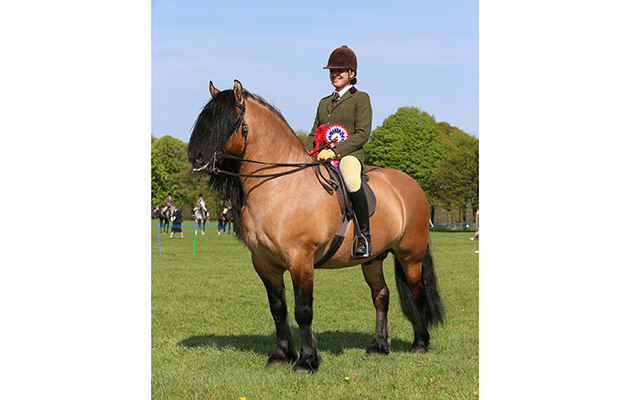 OPEN HERITAGE CHAMPIONSHIP  CHAMPION
329 LOCHLANDS GYPSY BARON R: TRACEY MILWARD