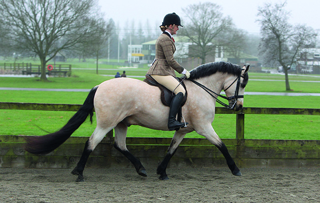 South of England Spring Show 2016 Ardingly, 398 - Glenmore Gwennic ridden by Emma James, Amateur Riders Ridden M&M