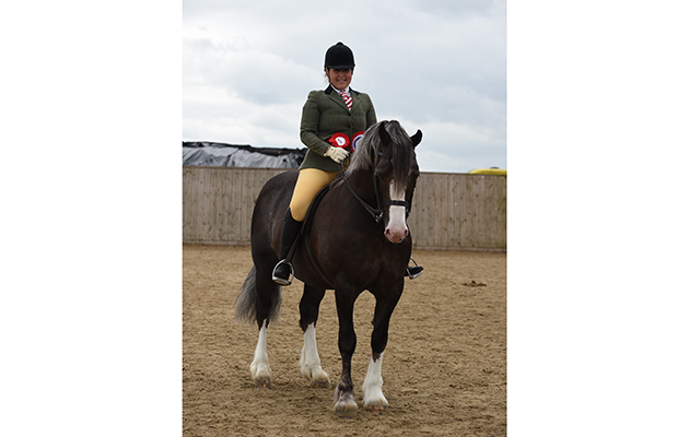 Penstrumbly Stone Roses Lisa Barsoum  Horse No 78; Champion M&M Ridden Large Breed  and1st in the M&M Welsh Sec D (Class 51) during The Showing Register Spring Show at Onley EC near Rugby in Warwickshire, UK on 2nd May 2016