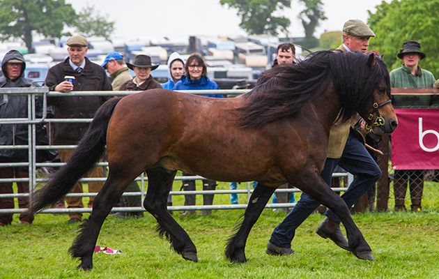 502 Moortown Crusader & David Jordan - Champion Dartmoor &  Reserve Cuddy Champion