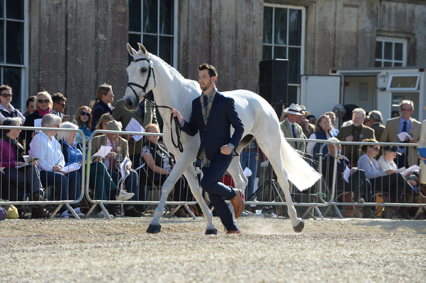 Clark Johnstone Balmoral Sensation Badminton 2016