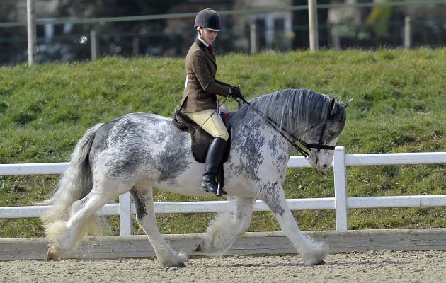 Blue Shamrock ridden by Victoria Ward. Winner. Championship classes 18 to 19. Affiliated Spring Showing. Brook Farm Training Centre. Essex. 03/04/2016. MANDATORY Credit Garry Bowden/Sportinpictures - NO UNAUTHORISED USE - 07837 394578