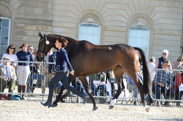 Bettina Hoy Designer 10 Badminton 2016