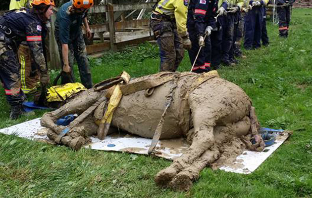 Ditch horse rescue 3