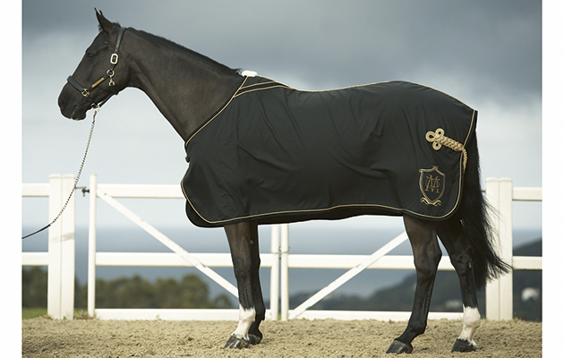 A CORUÑA, ESPAÑA - DICIEMBRE 19: CSI Casas Novas 2010, en el Centro Hipico Casas Novas..(Fotografia: Manuel Queimadelos)