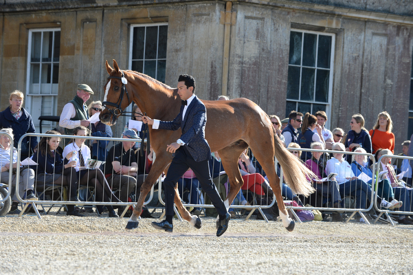 Alex Hua Tian Harbour Pilot C Badminton 2016