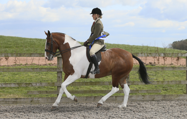 RIHS BSPA Coloured Championship RESERVE 117 HEATHER IZZY WALKER