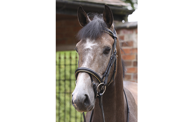 13 Ergonomic Headpieces To Ensure Maximum Comfort Horse Hound
