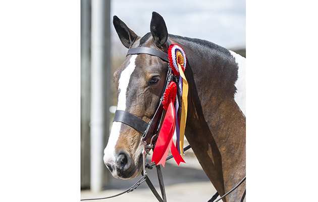 Randalstown T op Notch and Sue Phillips (home produced cob champ and home produced champ)