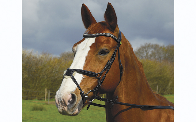 Rhinegold Anatomical Bridle