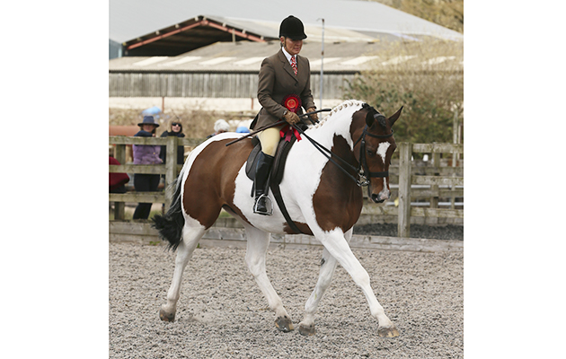 RIHS BSPA Coloured Championship CHAMPION
83 STONEYRAIKES RINGMASTER DANIELLE HEATH