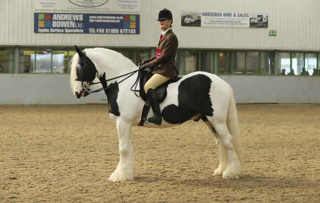 OPEN RIDDEN UNAFFILIATED CHAMPIONSHIP CHAMPION 156 THE MUFFIN MAN R: FELICITY TAYLOR