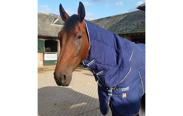 jack tt horseware rug3