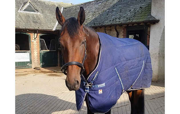 jack tt horseware rug4