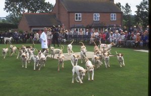 Quorn Puppy Show 1999. Hunting hounds.