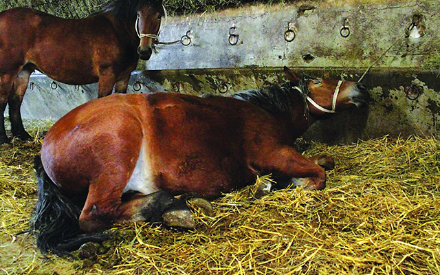 A horse at a control post no longer able to stand