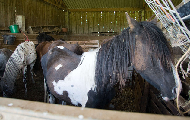 Cappuccino as he was found