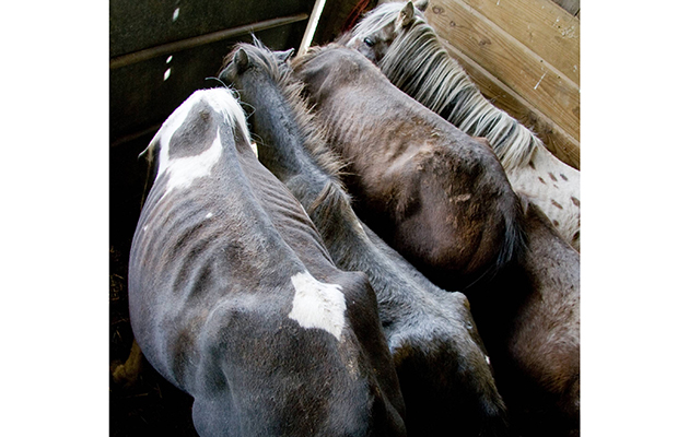 Cappuccino, far left, prior to his rescue