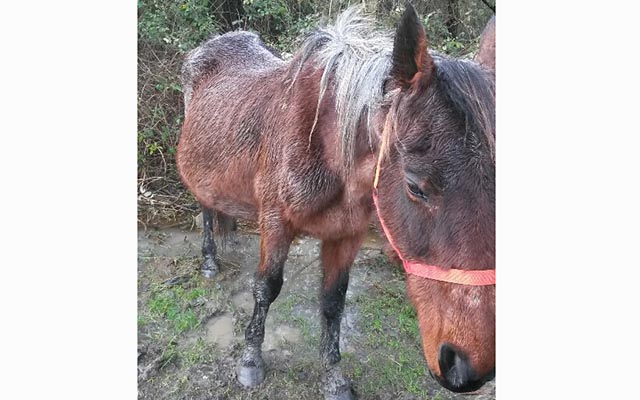 Cinderella at rescue