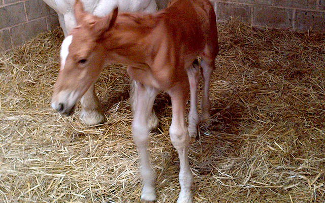 Rare Boulonnais colt foal: Gideon Primus d'Angleterre
