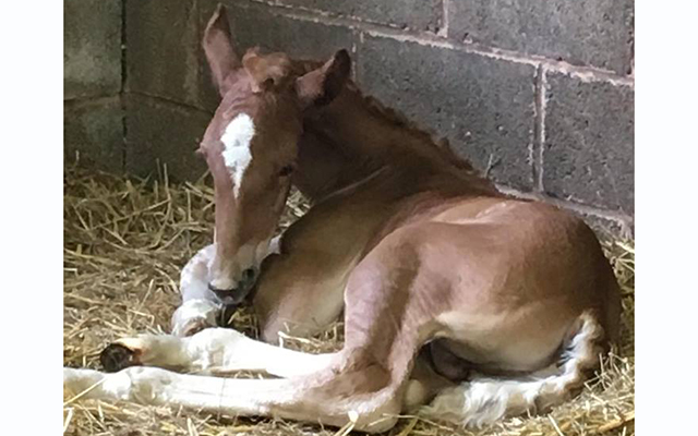 Rare Boulonnais colt foal: Gideon Primus d'Angleterre