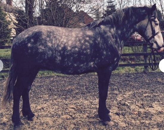 Screen Shot 2016-06-15 at 16.51.20