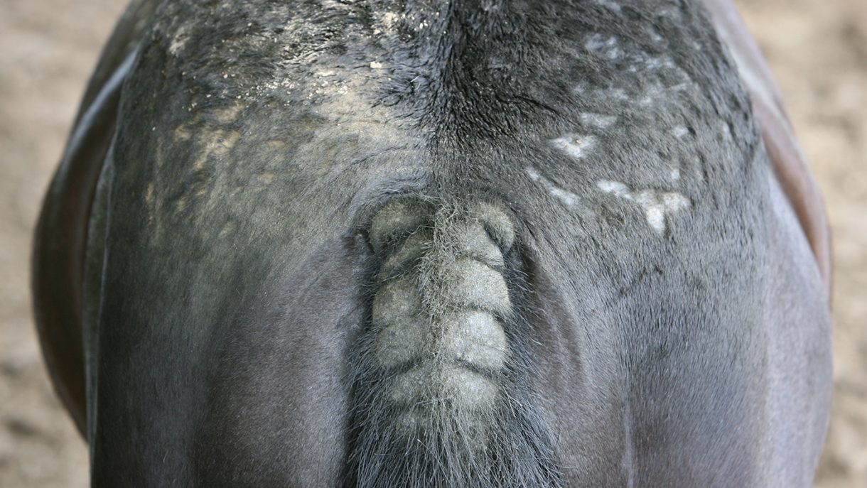 Sweet itch in horses 9 ways to beat the itch, plus signs and treatment