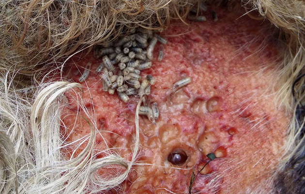 The maggots on Buggys skin