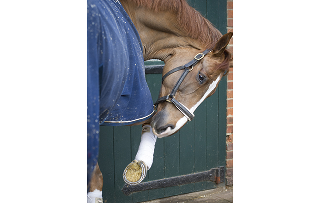 horse scraping the ground