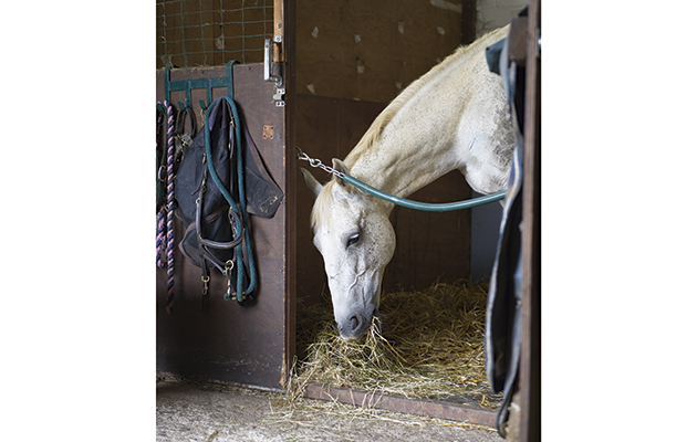 HORSE EATING HAY FROM THE FLOOR WITH ROPE ACROSS HIS STABLE DOOR