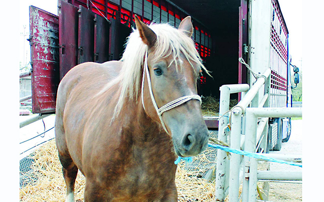 a horse being unloaded at a control post