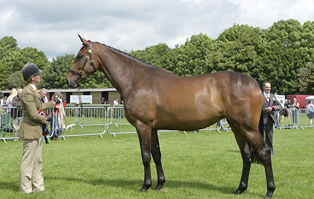 Lincs. Show 22.06.16 In Hand Hunter Champion No. 322