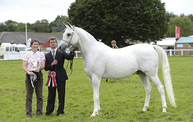 Frozti owned by Pippa Windle-Barker during the Cuddy Supreme In Hand Championship during The Royal Norfolk Show at the Norfolk Showground near Norwich in Norfolk UK on 30 June 2016