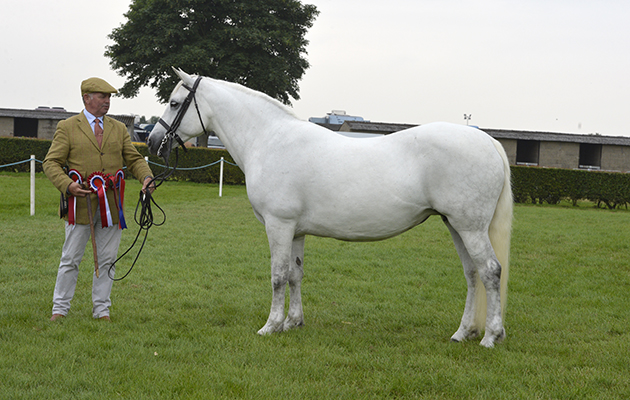 Lincs. Show 23.06.16 M & M In Hand Supreme Champion No.983