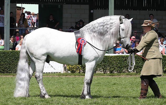 BENBREAC of CROILA Highland winner at Great Yorkshire Show 14/7/16  Photograph by John Grossick 0771 046 1723