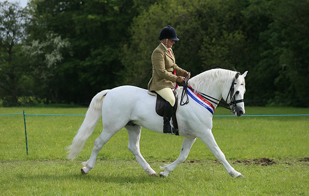 Heritage Champion 419 Banks Timber Sandra Burton