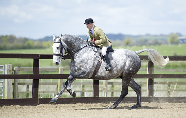 Bloomfield Excelsior