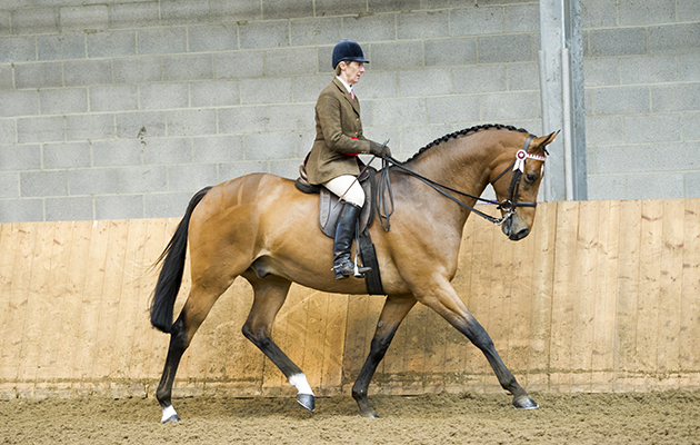 Broadshard Simplicity and Jayne Ross (riding horse champ)