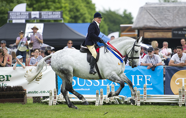 Bartolomy, Mr R Clantara Shadow