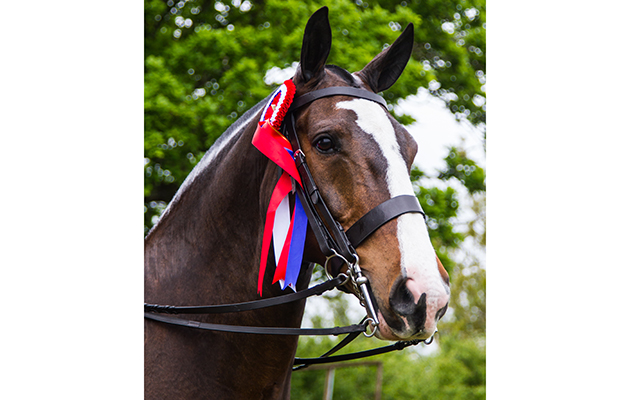 348 Cob In Hood and Jayne Ross - Lightweight Cob winner and Cob Champion