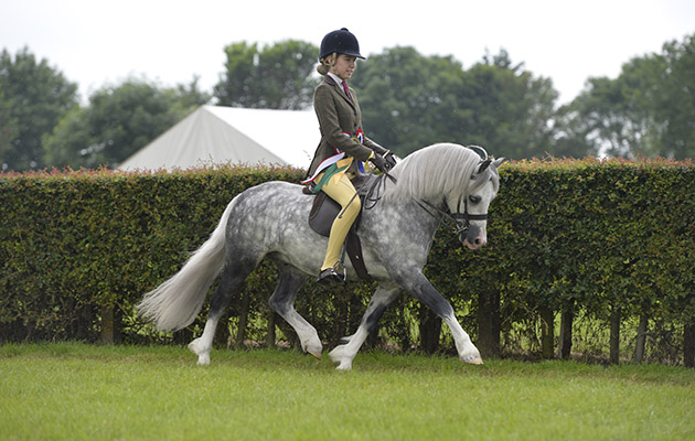 Crumpwell Harry Potter Lincs. Show 23.06.16 M & M Ridden Pony Champion No. 1097